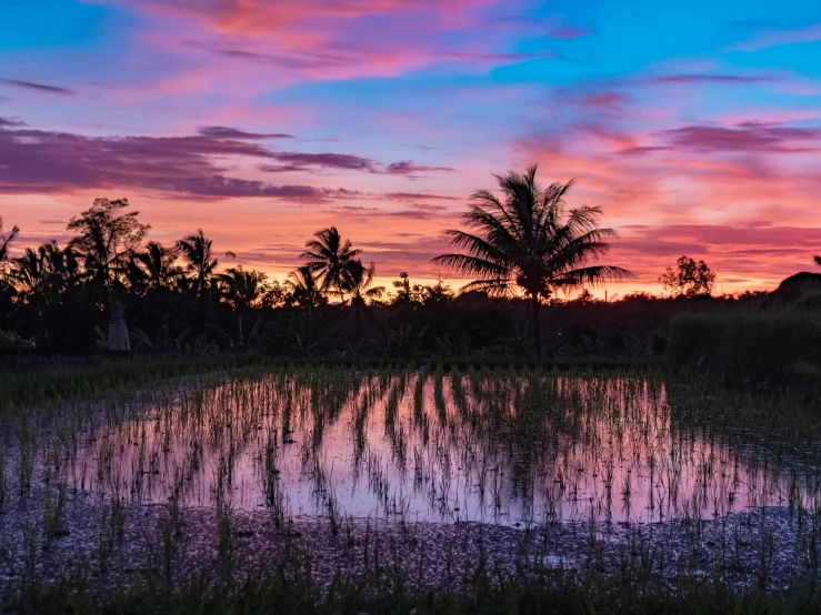 sunset over a small pond with palm trees in the distance