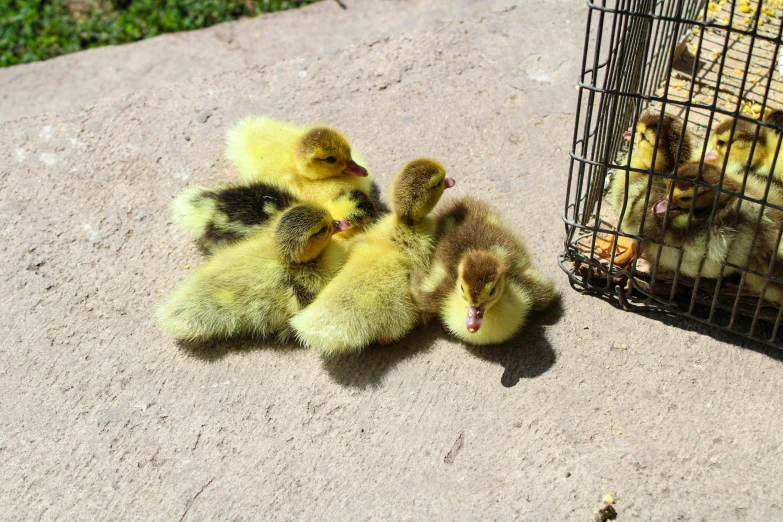 ducks in a cage laying down with two of them babies