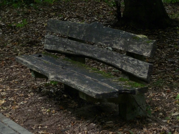 a bench in the middle of the woods