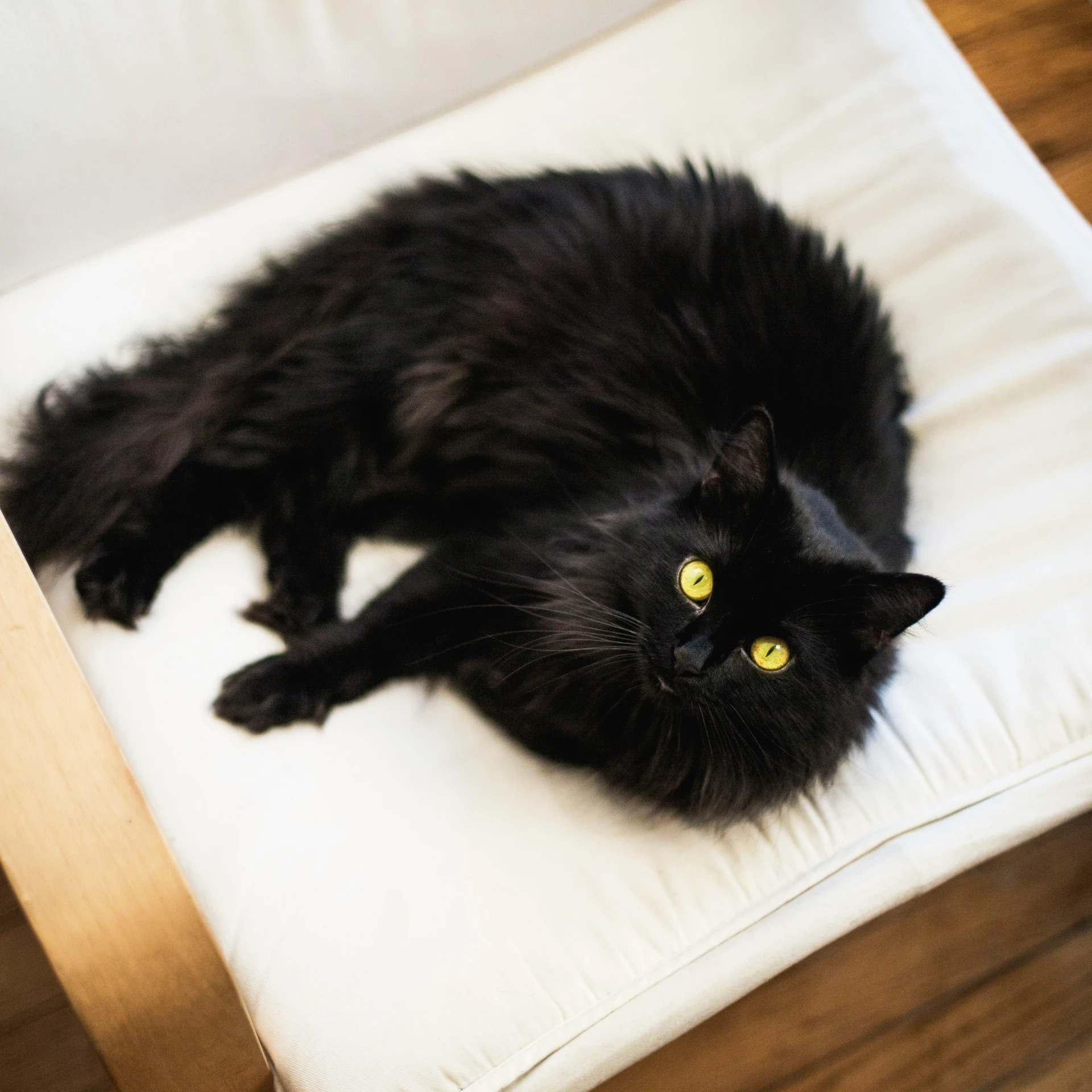 a black cat laying on top of a white cushion