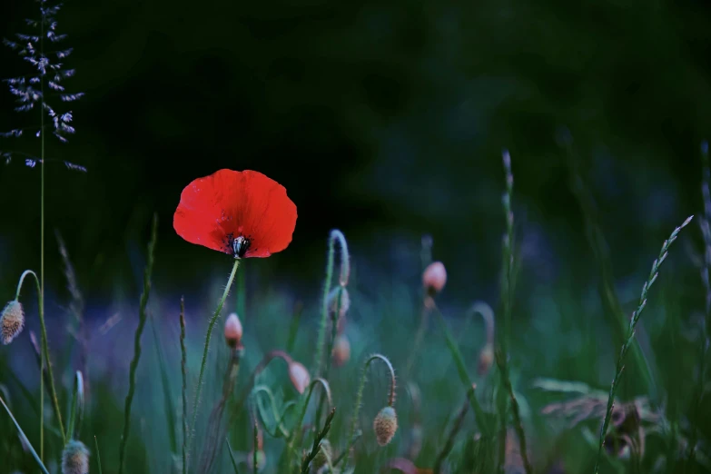 a red poppy blossom in the middle of grass