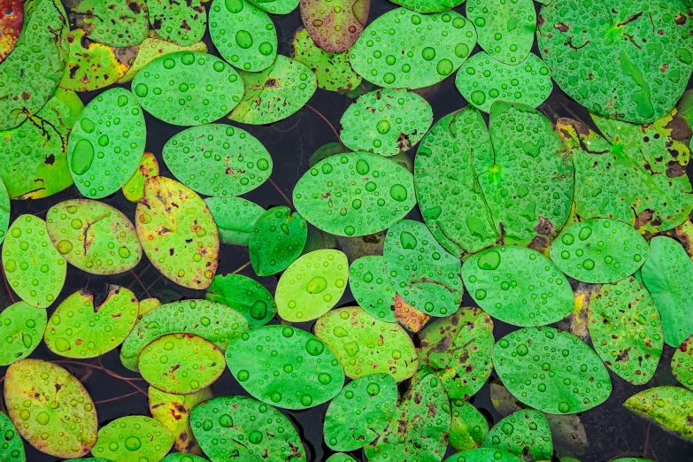 a bunch of water leaves that are on the ground