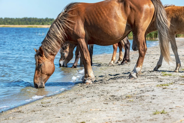 three horses drinking water on the beach together