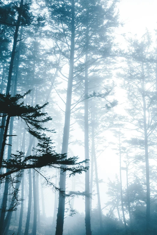 a tall group of trees covered in fog