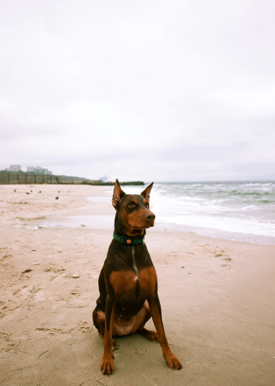 a dog is sitting on the beach on a gloomy day