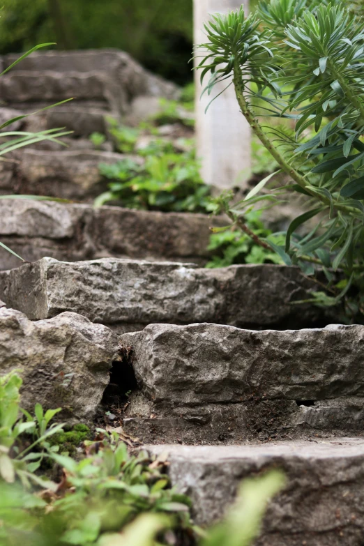 a small bird is perched on the stones