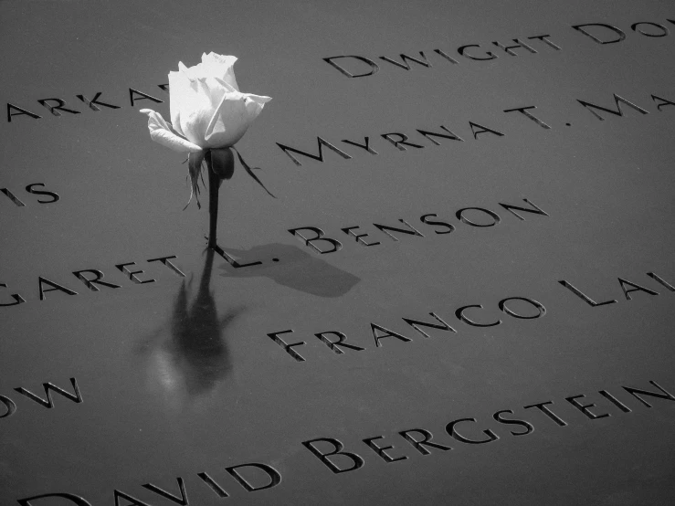 the white rose was placed on the names of those people