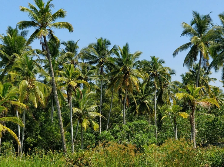 palm trees and vegetation along a river with blue sky in the background