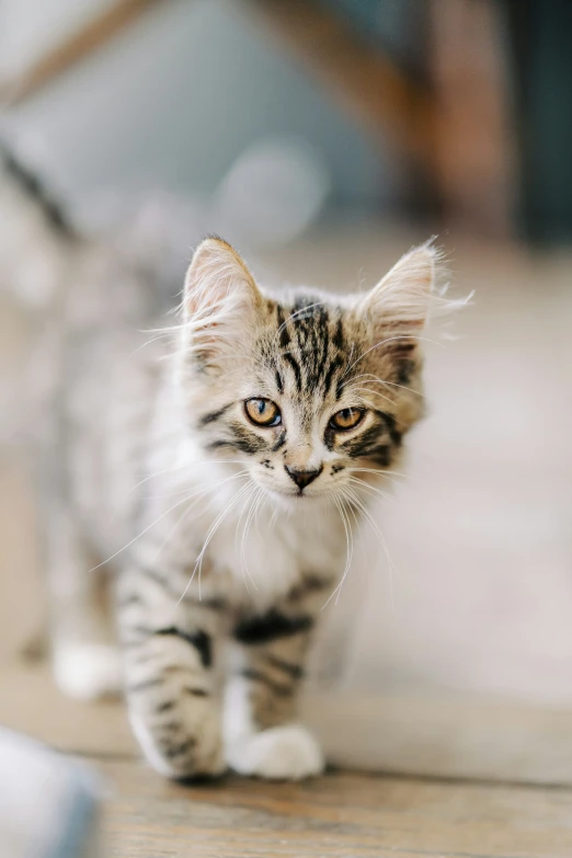 a small kitten walking along on a wooden floor