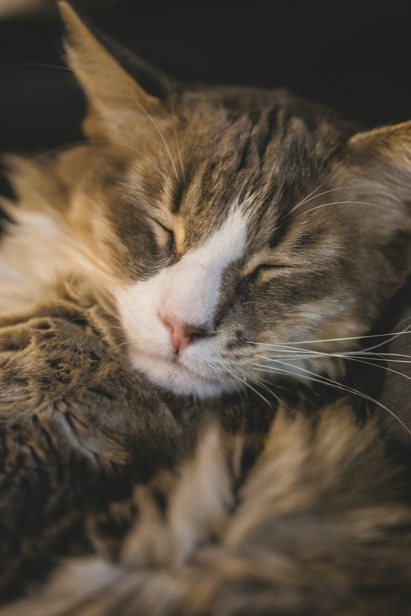 a close up of a cat laying on top of a blanket