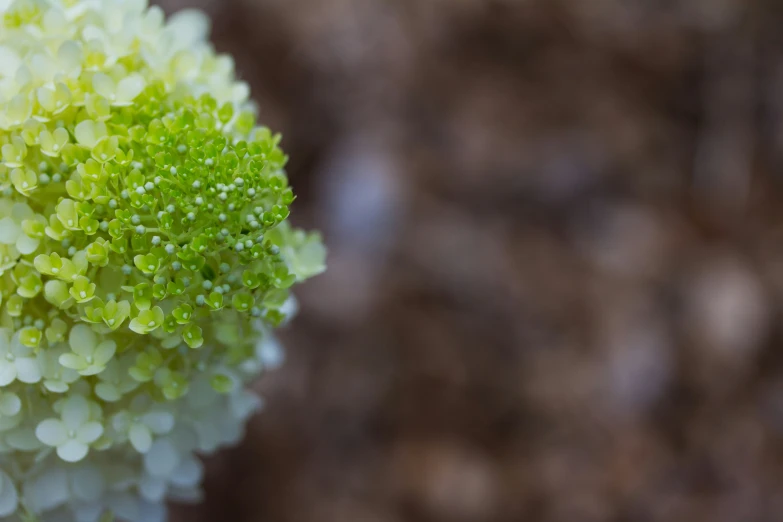 some white and green flowers are in close up