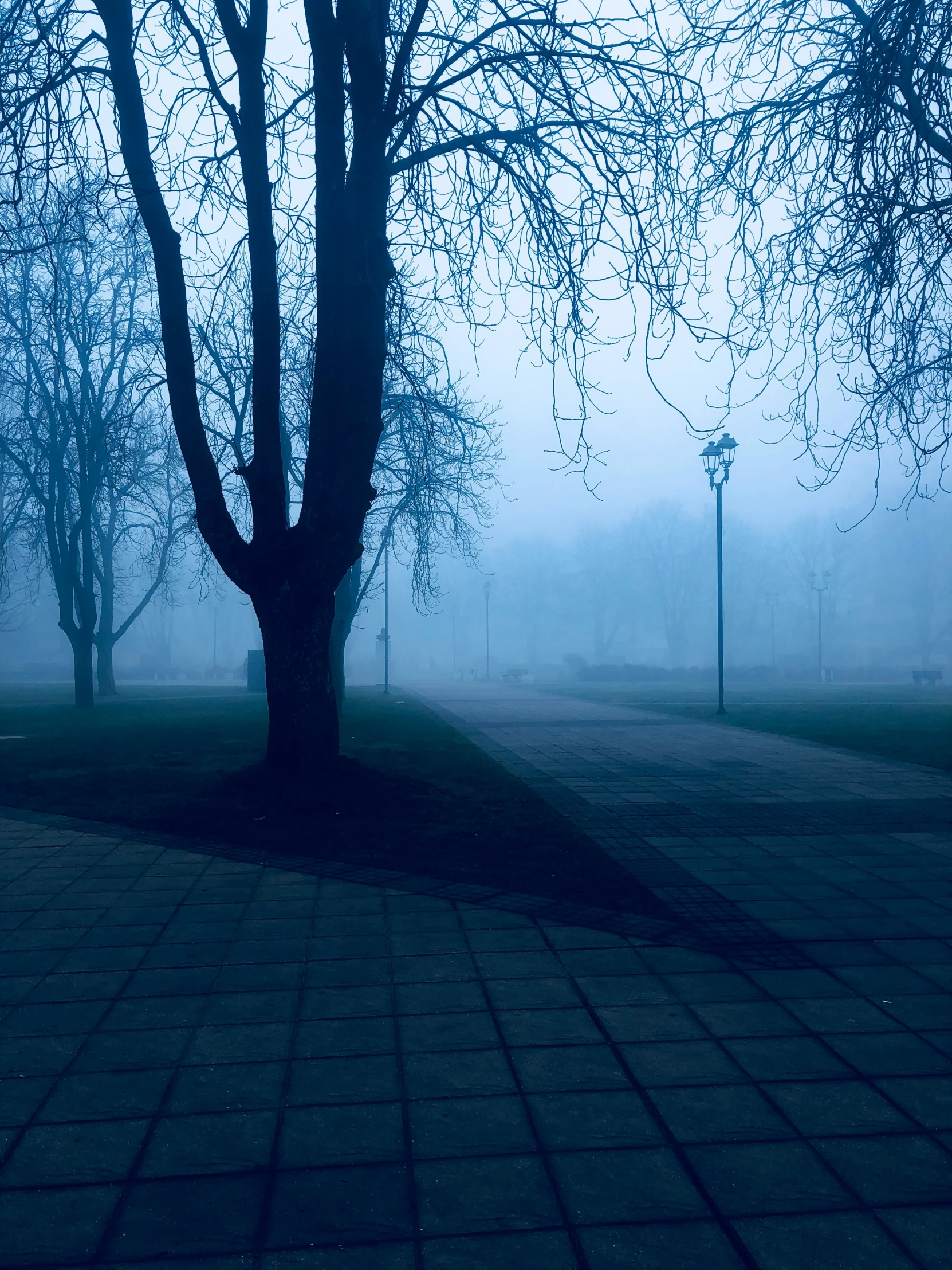 a park in the fog with benches and trees on it