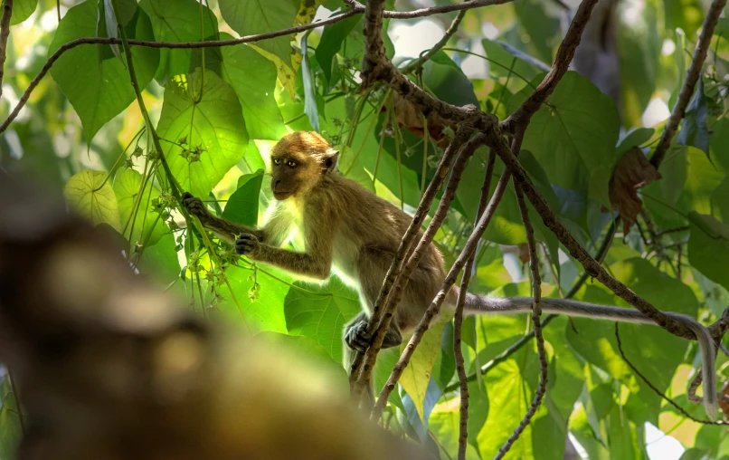 a monkey is climbing a tree limb in the forest