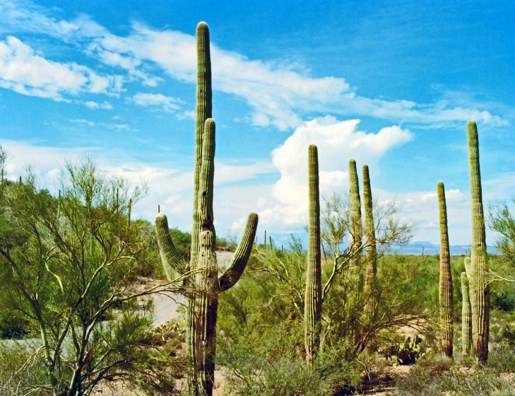 the view of a desert with many different plants