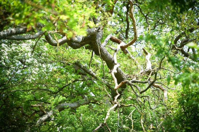 this is an image of a tree and bench