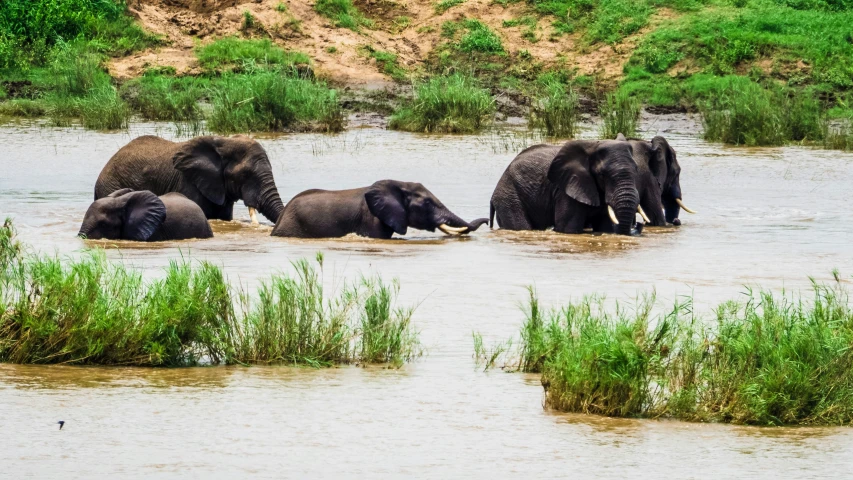 a group of elephants are playing in the water