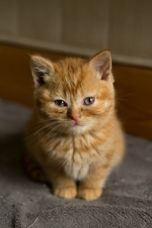 this orange kitten has light blue eyes and is sitting on a gray blanket
