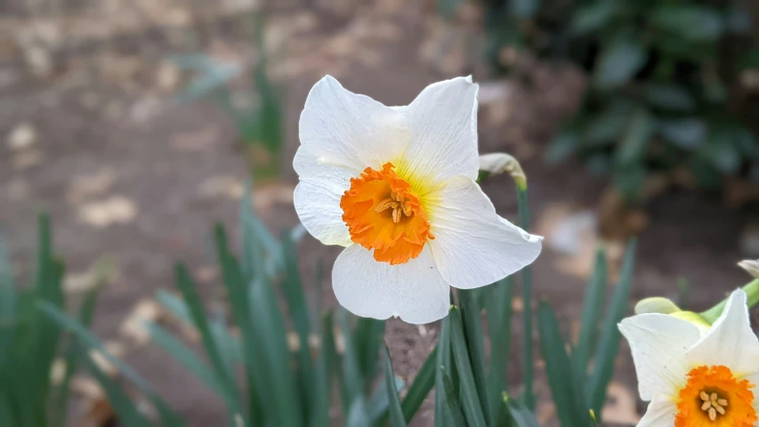 two white and orange flowers sitting in the middle of the ground