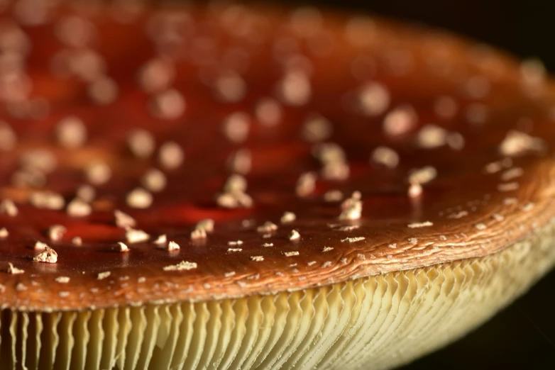 a close up of some food with tiny white dots on it