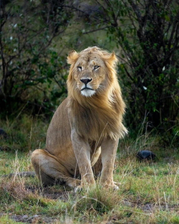 a lion sitting on a grass field near trees