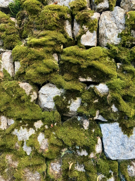 a field with green moss growing on top of rocks