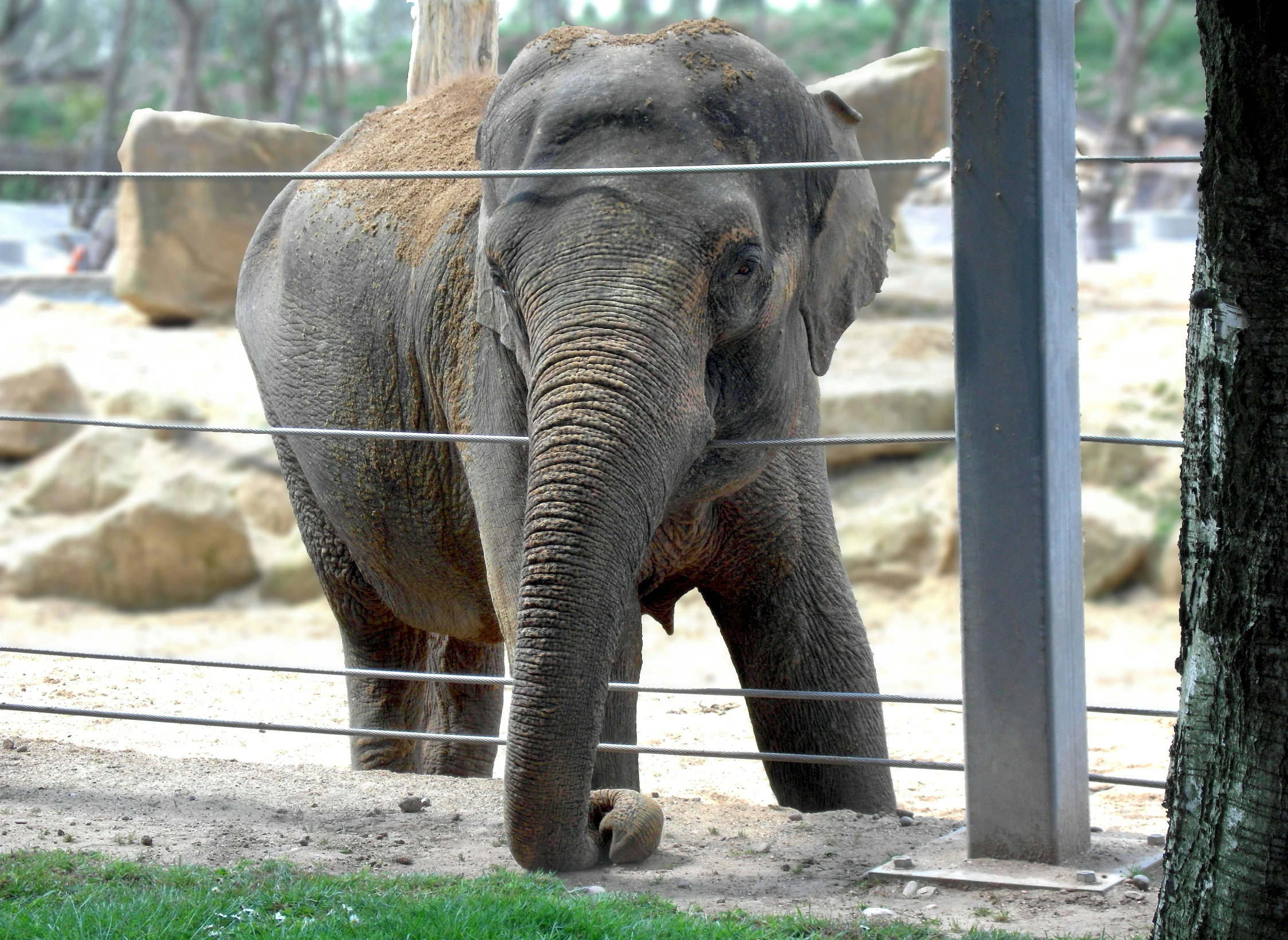 an elephant standing behind a metal fence in his pen