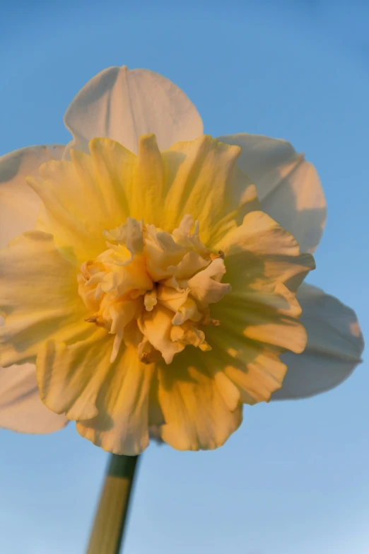 a single yellow flower that looks to be bloom