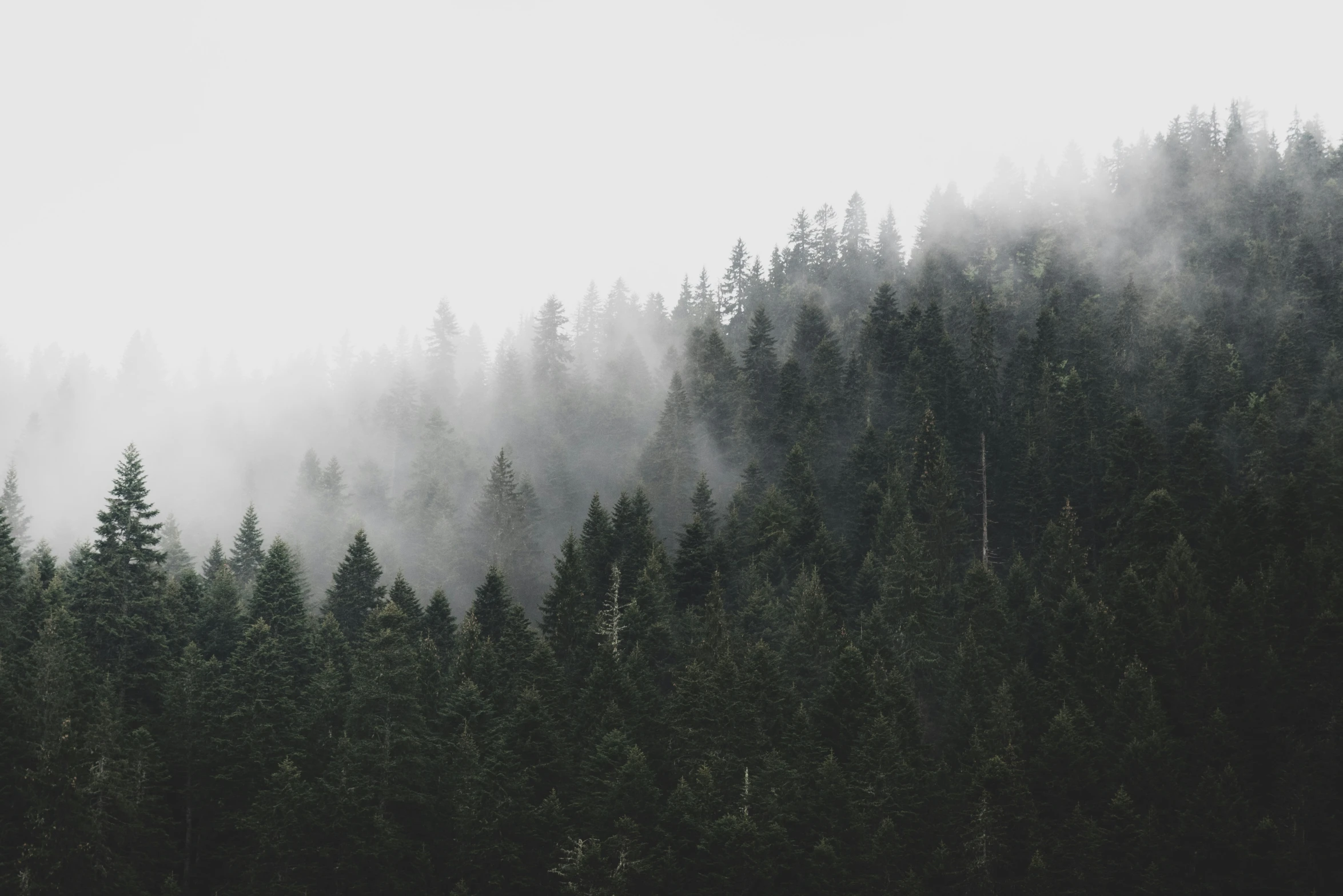 a large amount of smoke coming out from a forest