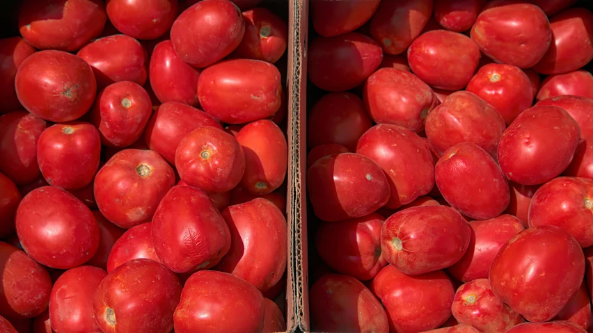 the two boxes have a couple of tomatos in it