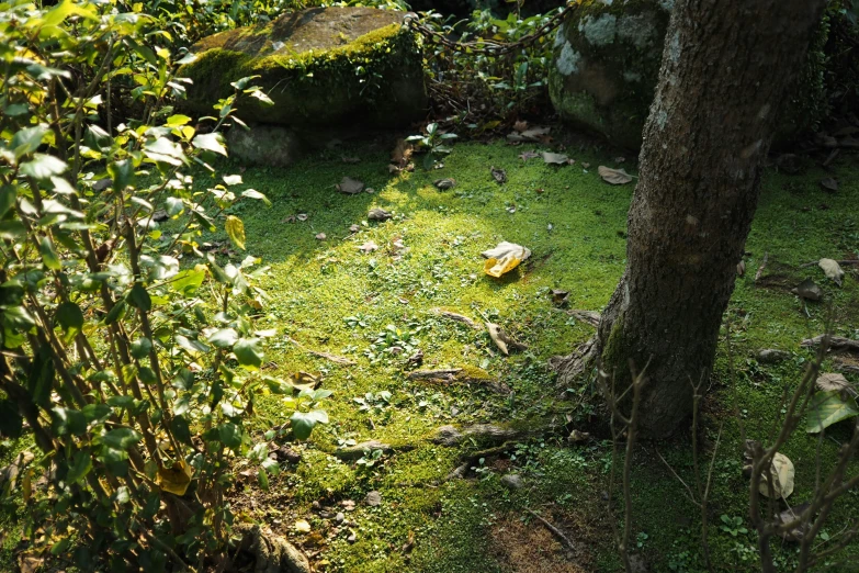 two picnic items are laying on the grass near a tree