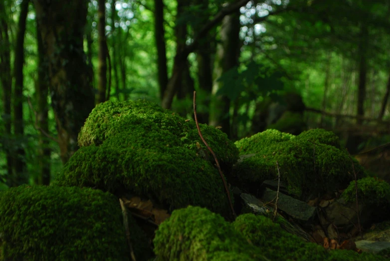an image of a mossy ground in the woods