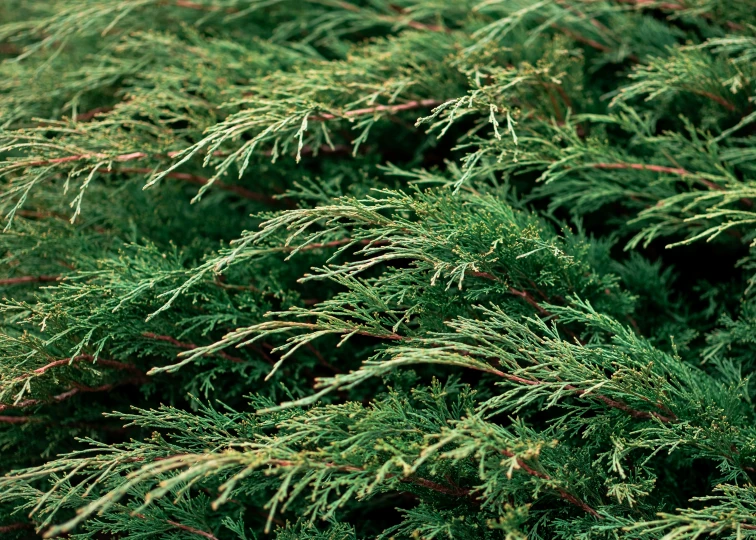 the green needles of the shrub are fuzzy