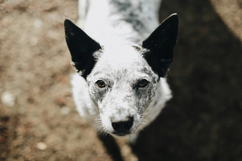 a white and black dog looking down at the camera