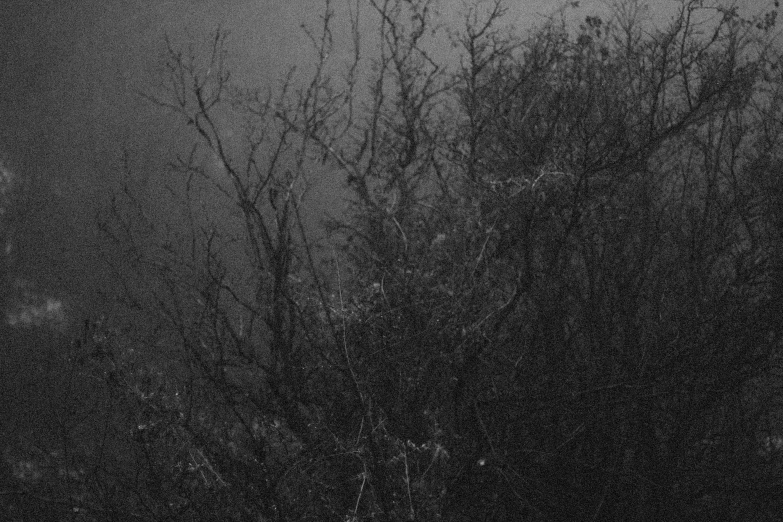 a tree in the fog with its nches covered with leaves