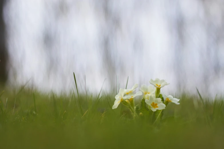 some white and yellow flowers in some grass
