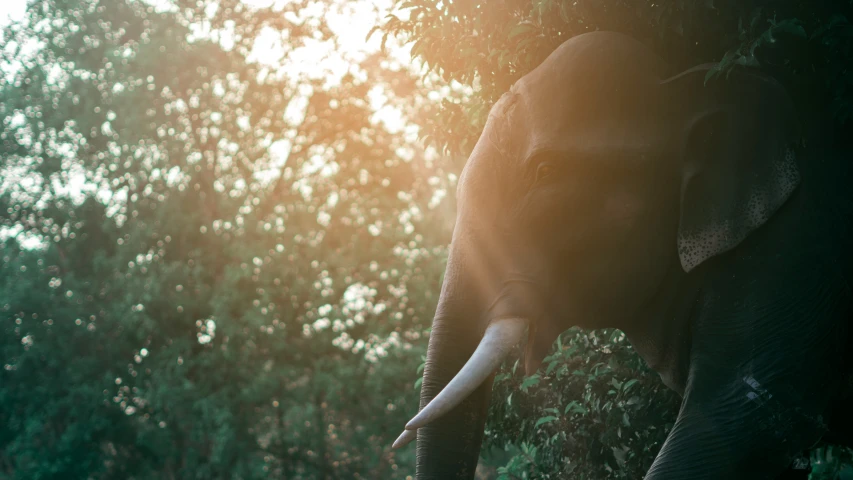 an elephant is standing among the trees outside