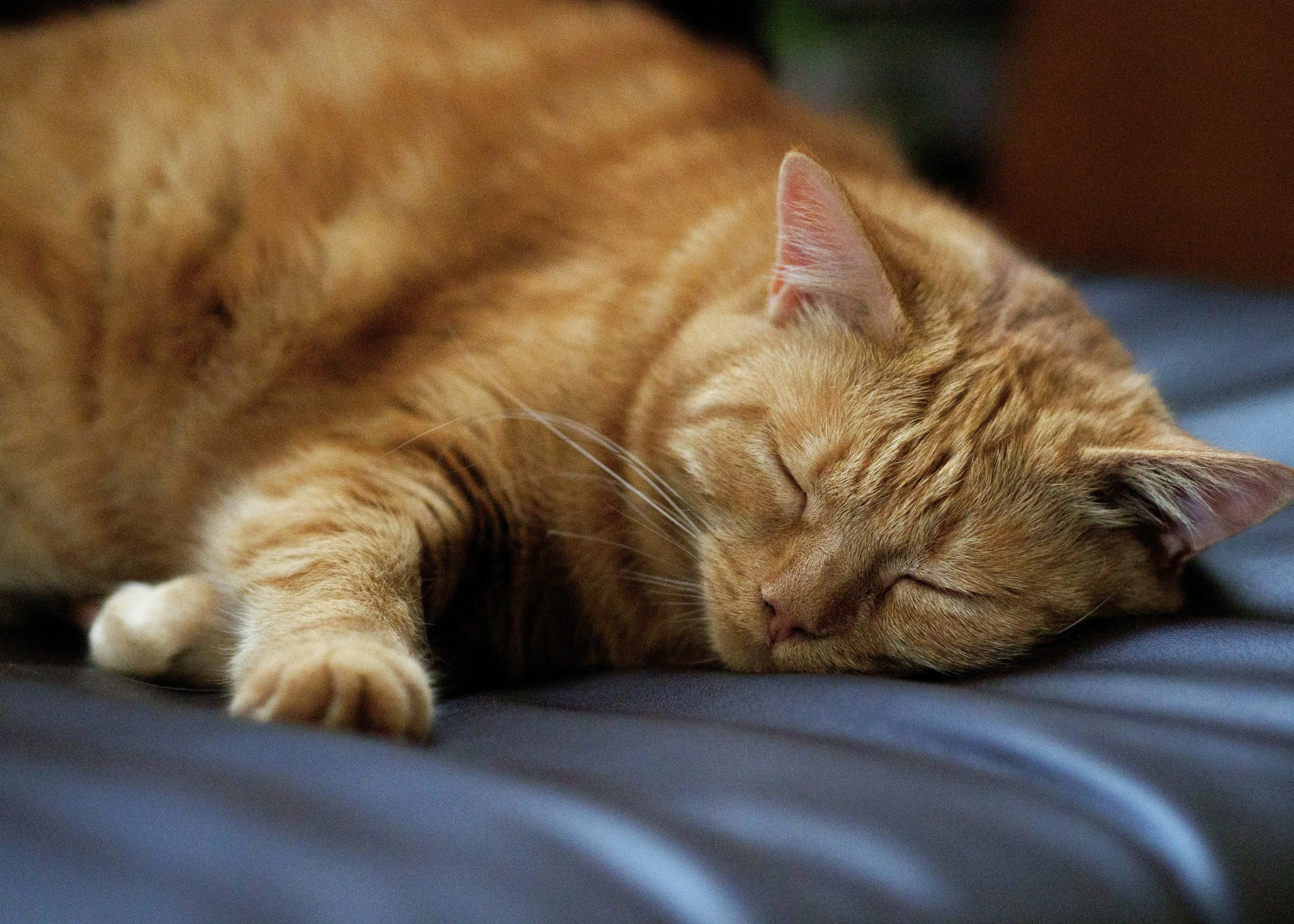 the cat is sleeping on the bed