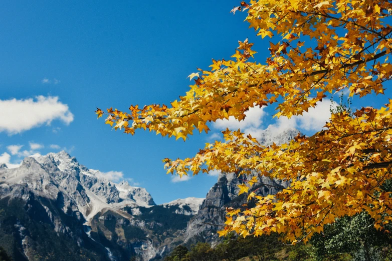 a yellow tree with a mountain range in the background