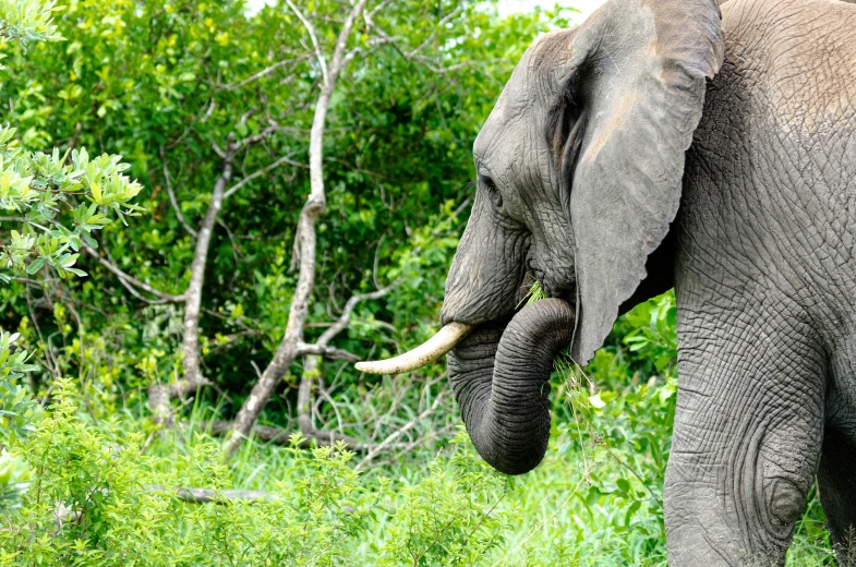 the head and trunk of an elephant in front of green vegetation