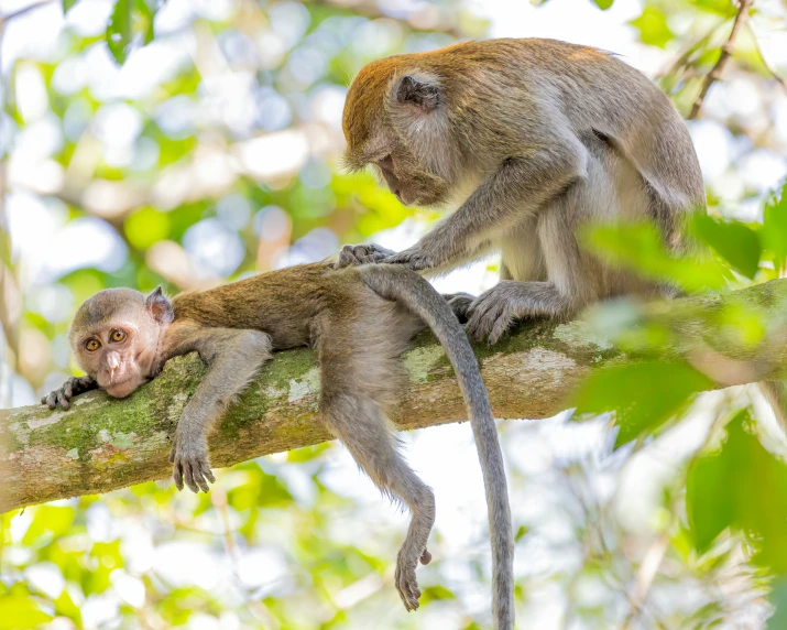 the monkeys are sitting on a tree limb