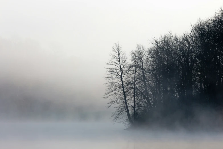 a dark forest with fog hanging over