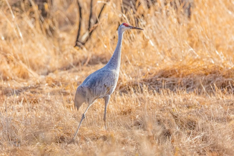 a gray bird is walking through dry grass