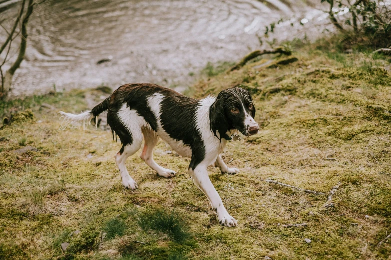a dog with white and black spots walking on grass next to a body of water