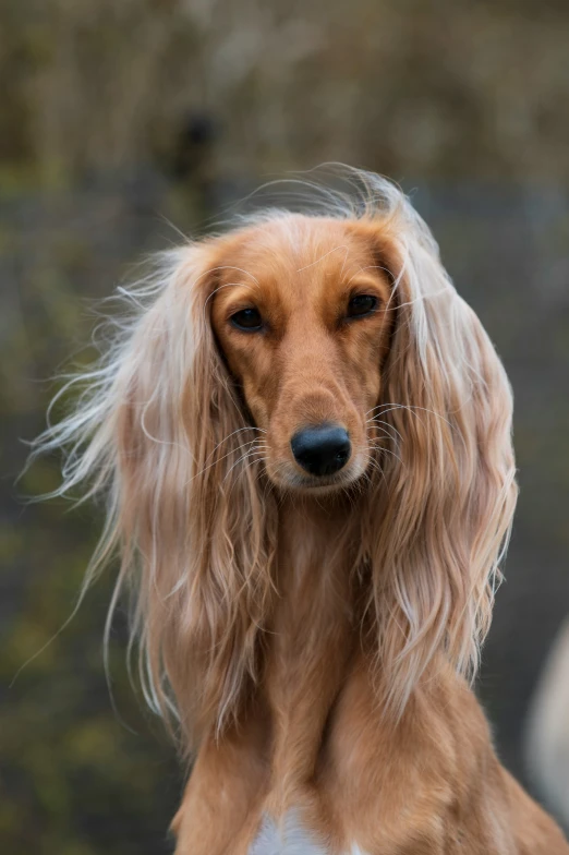 the long haired dog is ready for its master to take his po