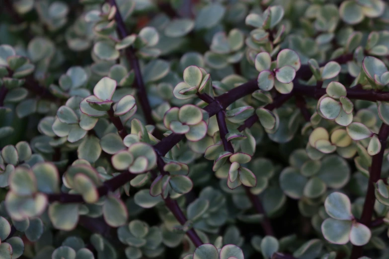 close up of green leaves of a bush