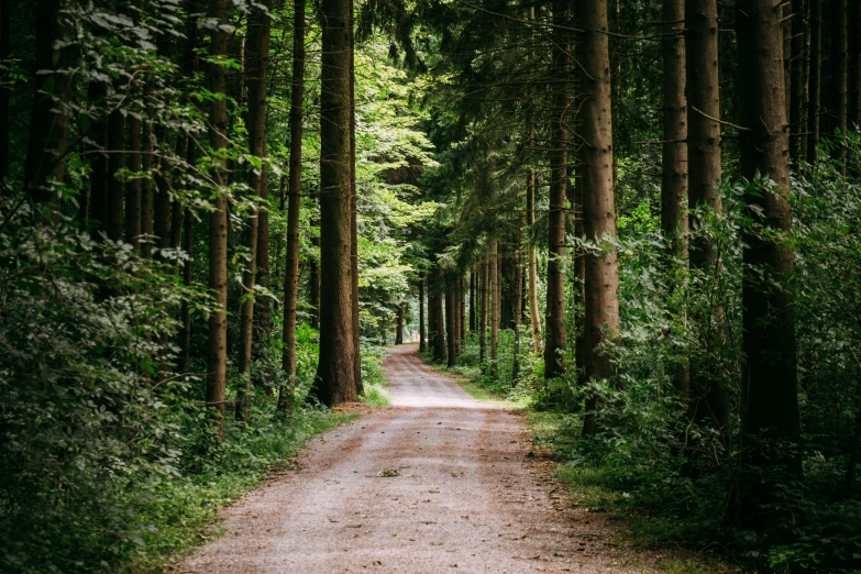 dirt road running through a green forest with tall trees on either side