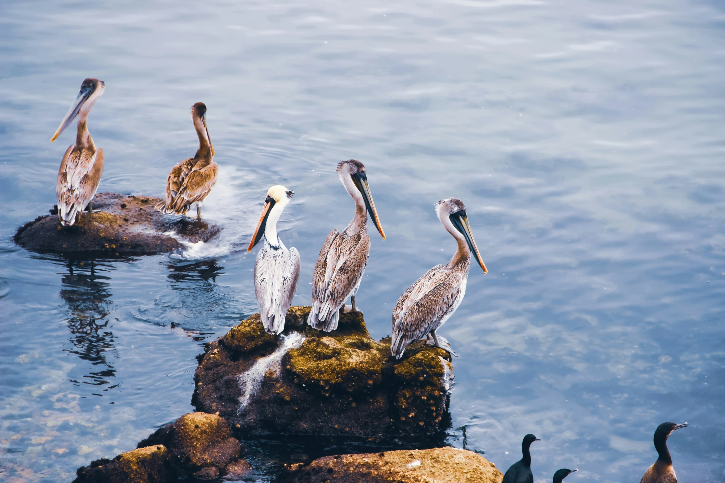 there are many birds that are perched on a rock