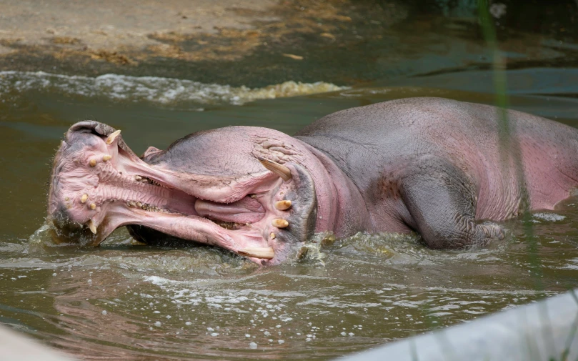 an animal's open mouth is sticking out of the water
