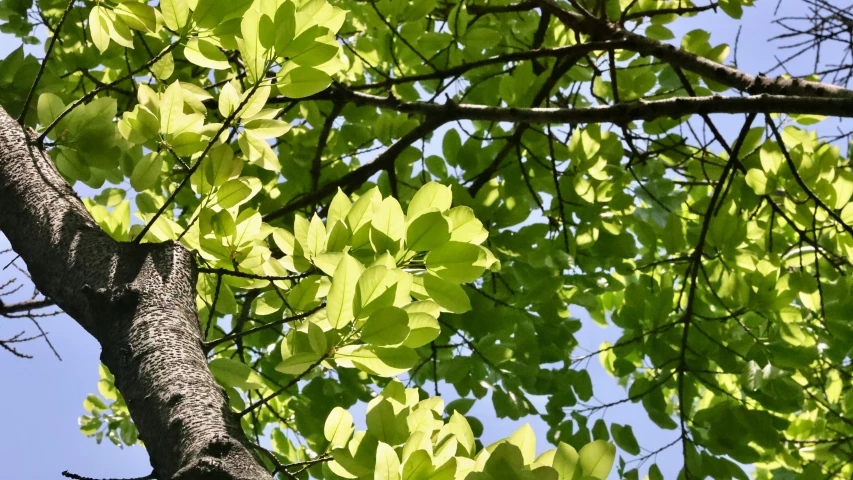 a bird on a tree nch against a blue sky