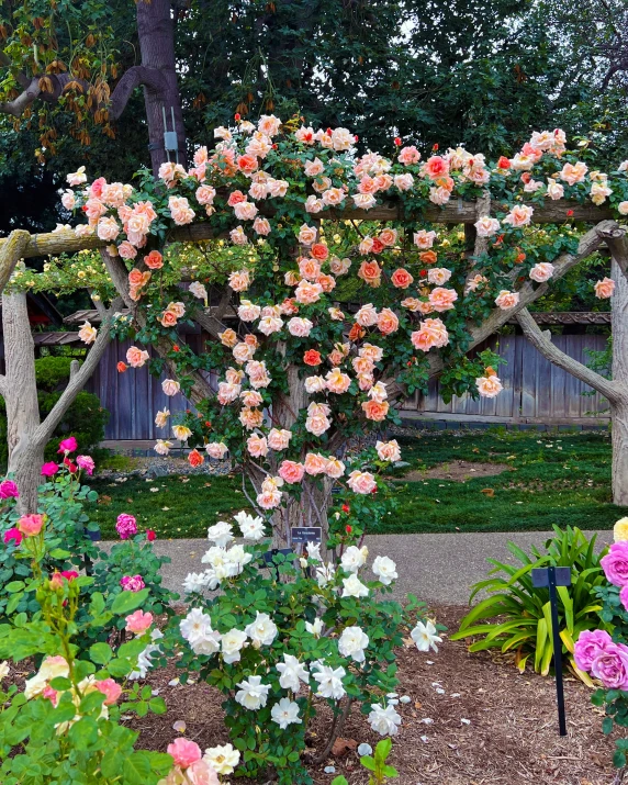 a large garden filled with lots of flowers